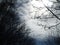 Bright view of clouds, sky and trees on a fine winter day