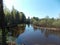 The bright view of the forest and bushes near the river.