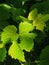 bright vine leaves post rain