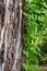 Bright vines climb the thick trunk of a tree.