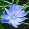 Bright violet chicory flower in the woods