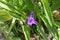 Bright violet flower and buds in the leafage of Virginia spiderwort