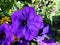 Bright violet flower of petunia on the flowerbed in sunny midday.