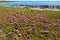 Bright violet flowers on the beach on Favignana island in Sicily