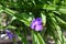 Bright violet flowers of spiderwort in spring