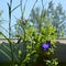 Bright violet platycodon flower on the background of green herbs