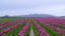 Bright violet tulips flowers field