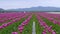 Bright violet tulips flowers field