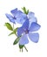 Bright violet wild periwinkle flower bouquet