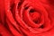 Bright vivd floral background made of silken wet red rose macro flower.Close up spiral