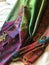 Bright vivid cashmere pashmina scarf from Nepal