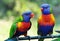 Bright vivid colors of Rainbow Lorikeets birds native to Australia