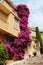 Bright vivid dark pink flowers on a corner of a building