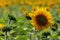 Bright vivid sunflowers