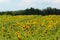 Bright vivid sunflowers