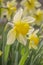 Bright vivid yellow daffodils flowers blooming on sunlit against sky