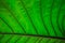 This bright and warm jungle greenery is one giant leaf in a natural garden setting. This abstract image full of great detail is be