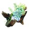 Bright watercolor succulents growing in the wooden snag pot