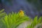 A bright weaverbird on the bush. Birds of Africa.
