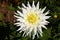 Bright wedding bouquet of summer dahlias, Pink, yellow and white fresh dahlia flower macro photo.