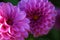 Bright wedding bouquet of summer dahlias, Pink, yellow and white fresh dahlia flower macro photo