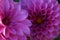 Bright wedding bouquet of summer dahlias, Pink, yellow and white fresh dahlia flower macro photo