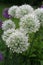 Bright white Alliums bloom on tall stems growing in a spring garden