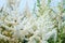 Bright white astilbe inflorescences in the garden