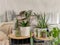 Bright white bedroom filled with numerous houseplants and flooded in natural light