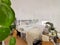 Bright white bedroom filled with numerous houseplants and flooded in natural light