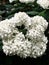 Bright white big fluffy hydrangea closeup. snow-white flower, delicate plant in the garden, flower