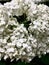 Bright white big fluffy hydrangea closeup. snow-white flower, delicate plant in the garden, flower