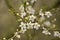 Bright white blackthorn blossoms - prunus spinosa