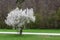 Bright White Blooming Tree Contrast Park Field Abstract Landscape Beautiful
