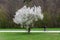 Bright White Blooming Tree Contrast Park Field Abstract Landscape Beautiful