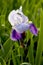 Bright white and blue irises. Summer flowers.