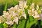 Bright White Bougainvillea with Bokeh Background