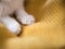 Bright white cat paws. Sleeping on yellow background, copy space