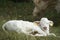A bright white Charolais calf lies dozing in the sun