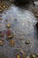 Bright White Circular Lines in Pond Ice with Leaf and Pebbles