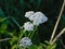 Bright white common yarrow flowers - Achillea millefolium