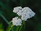 Bright white common yarrow flowers - Achillea millefolium