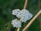 Bright white common yarrow flowers - Achillea millefolium