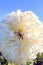 Bright white dahlia against blue sky