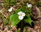 Bright white flower and green leaves of a large white trillium plant emerging in spring.