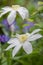 Bright white flowering large petal clematis flowers, beautiful virgins bower leather climbing plants in bloom