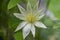 Bright white flowering large petal clematis flowers, beautiful virgins bower leather climbing plants in bloom