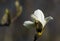 Bright white flowers of the first magnolias.