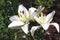 Bright white flowers lily
