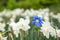 Bright white flowers with one blue being different, standing out